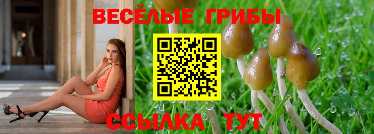 Псилоцибиновые грибы Psilocybine cubensis Джанкой
